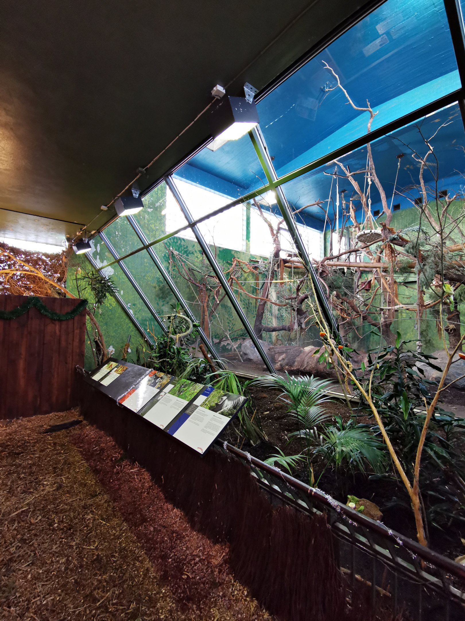 "Vårt afrika" - Guereza indoors