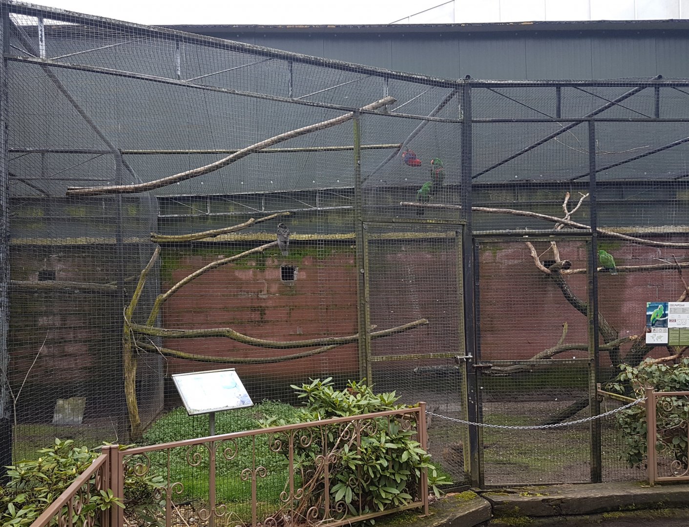 Vasa - Eclectus Aviaries