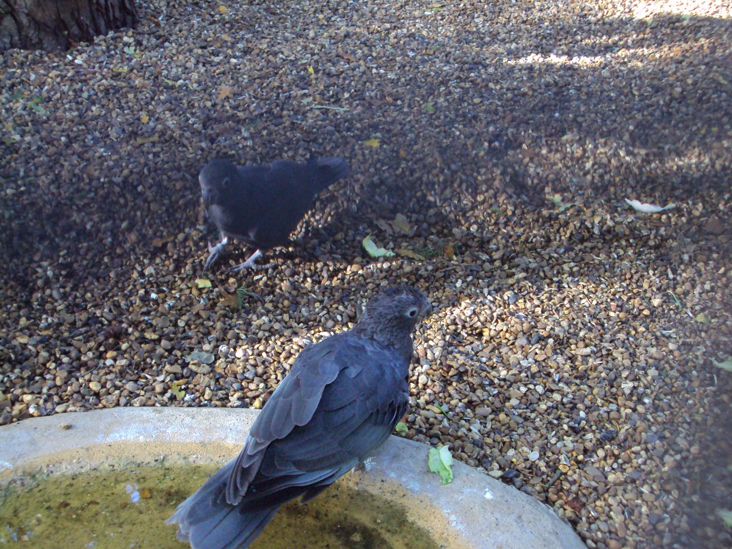 Vasa Parrot 27/10/2019