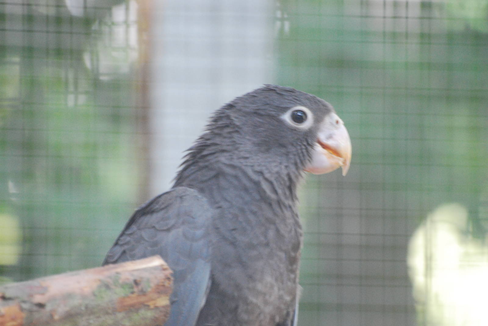 Vasa parrot at Africa Alive!