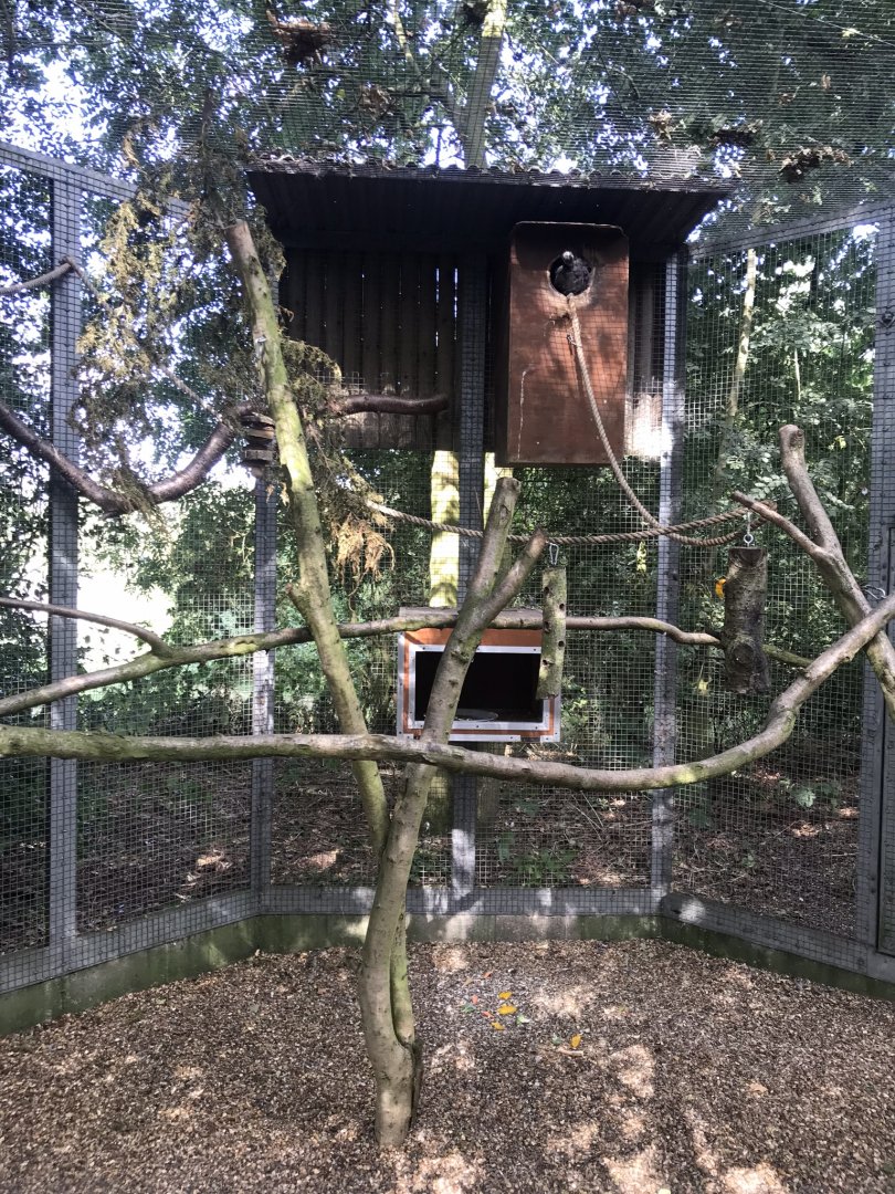 Vasa parrot aviary 080818