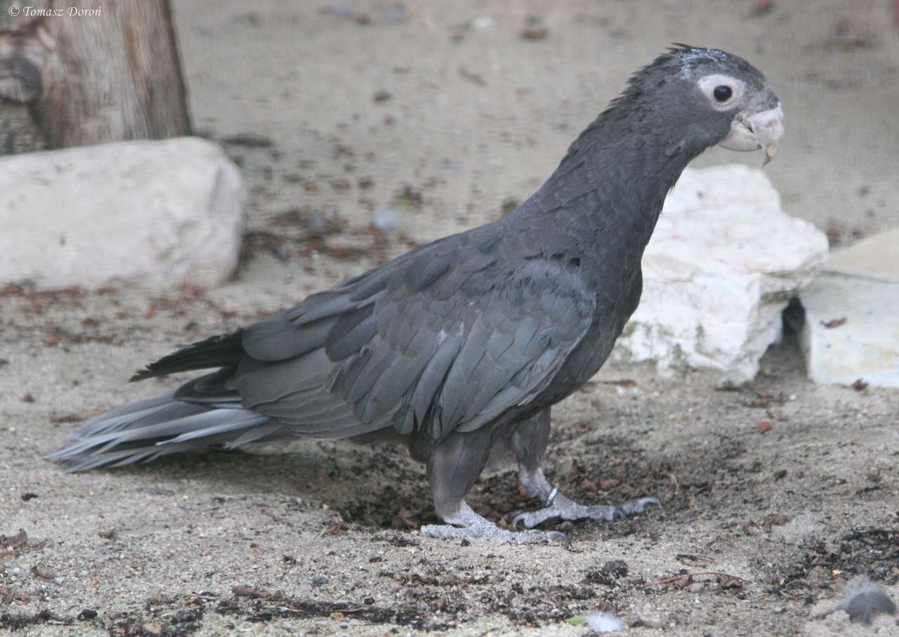 Vasa Parrot (Coracopsis vasa)