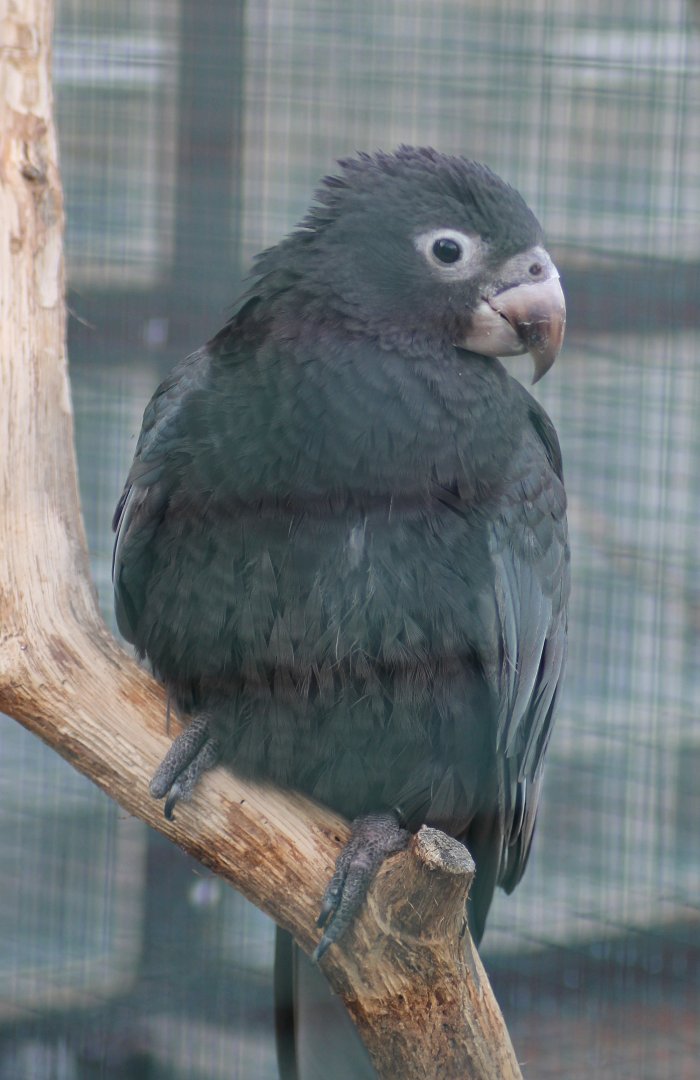 Vasa parrot (Coracopsis ***)