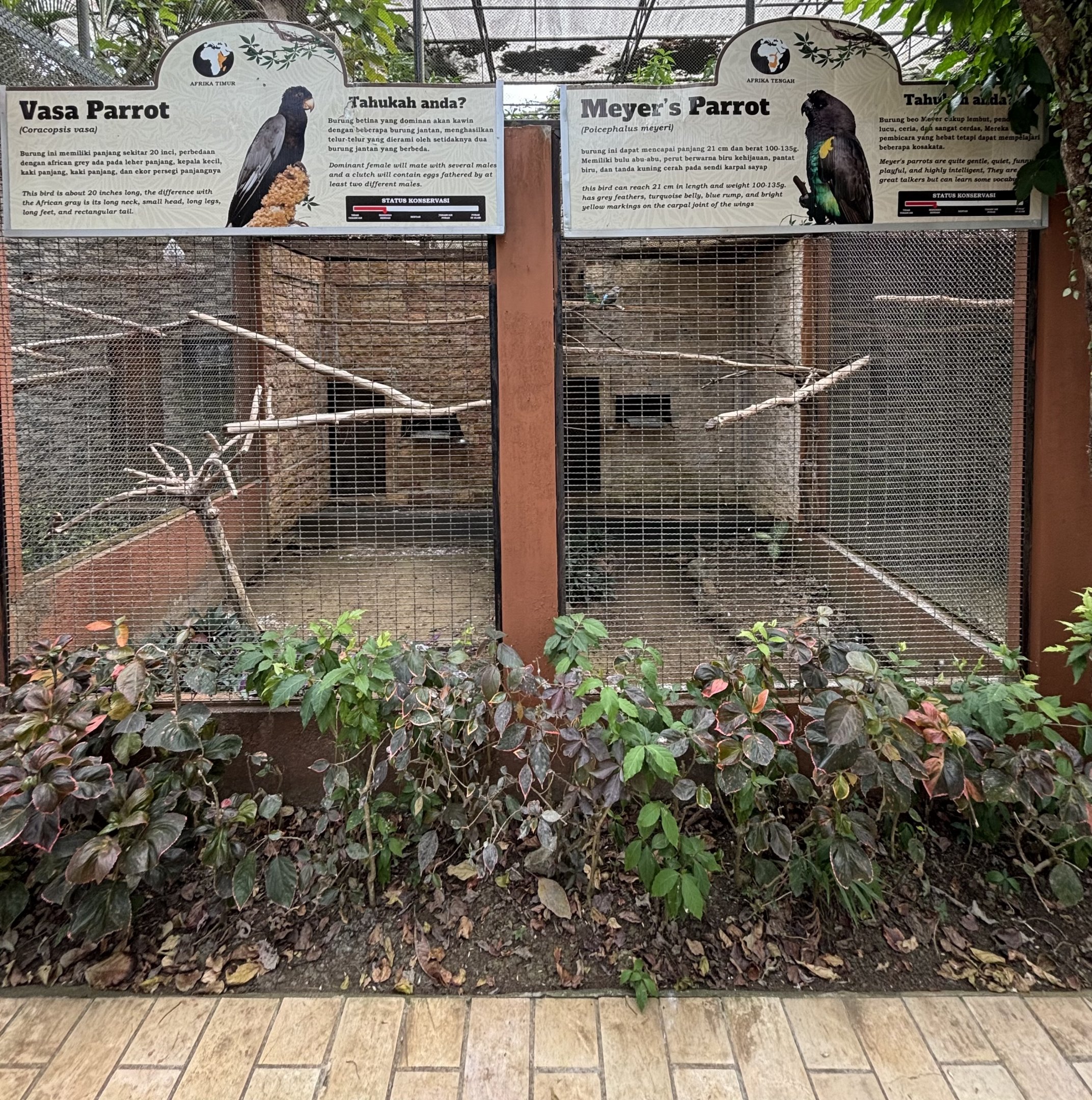 Vasa Parrot + Meyer’s Parrot Aviaries