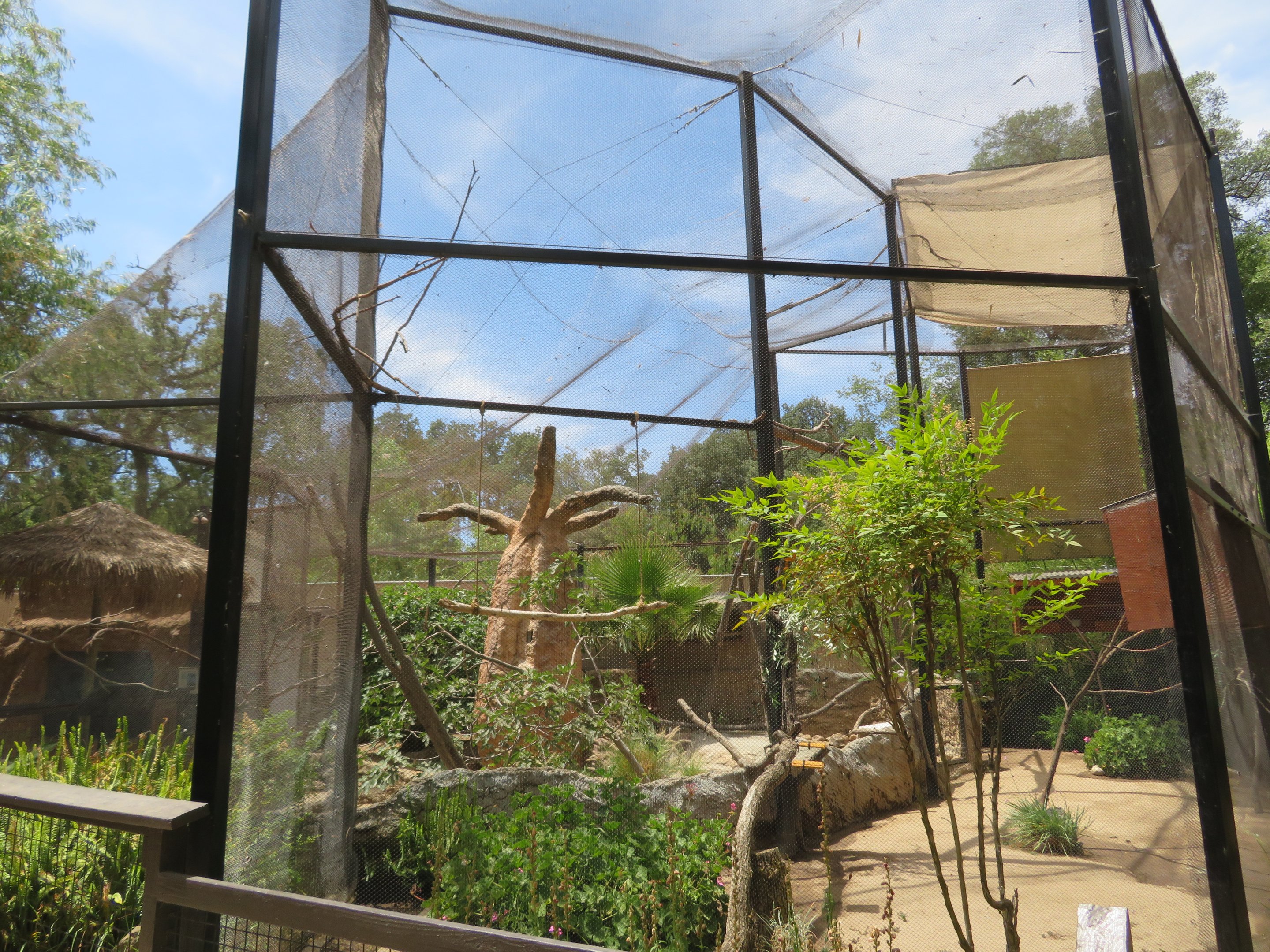 Vasa Parrot/Radiated Tortoise Aviary
