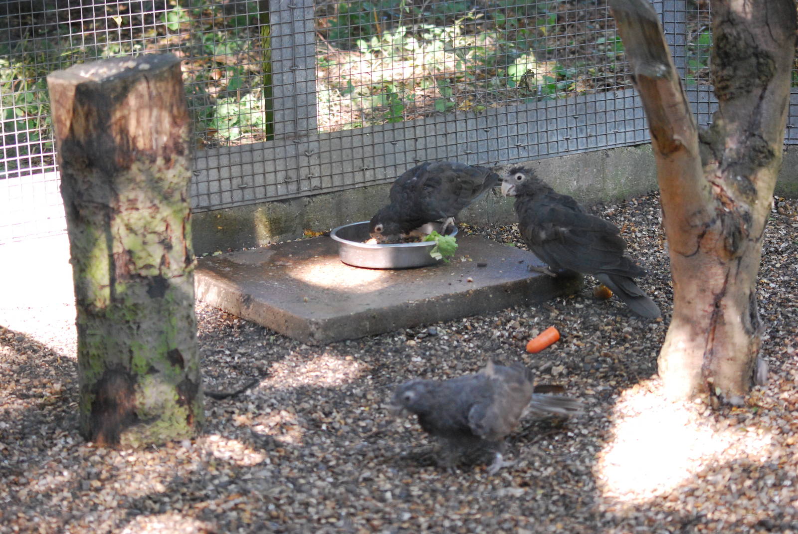 Vasa parrots at Africa Alive!