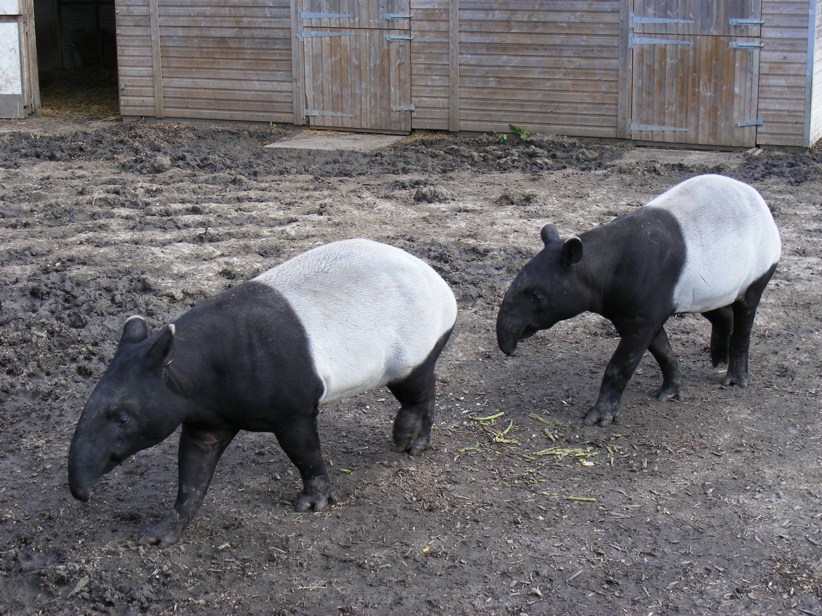 Vasan and Indah the Malayan tapirs at RSCC, 2 April 2010