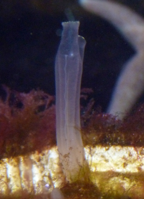 Vase sea squirt (Ciona intestinalis)