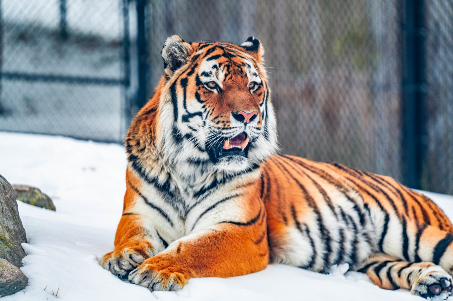 Vasili the male Amur Tiger