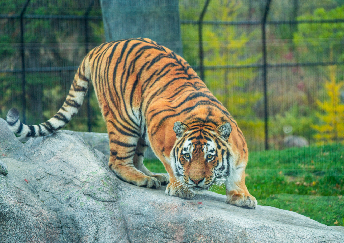 Vasili the male Siberian Tiger