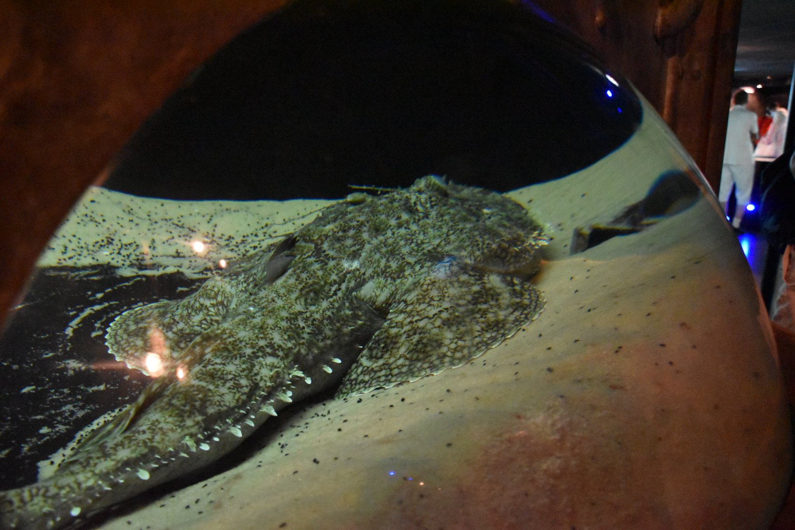 Vastly inadequate Tasselled wobbegong exhibit