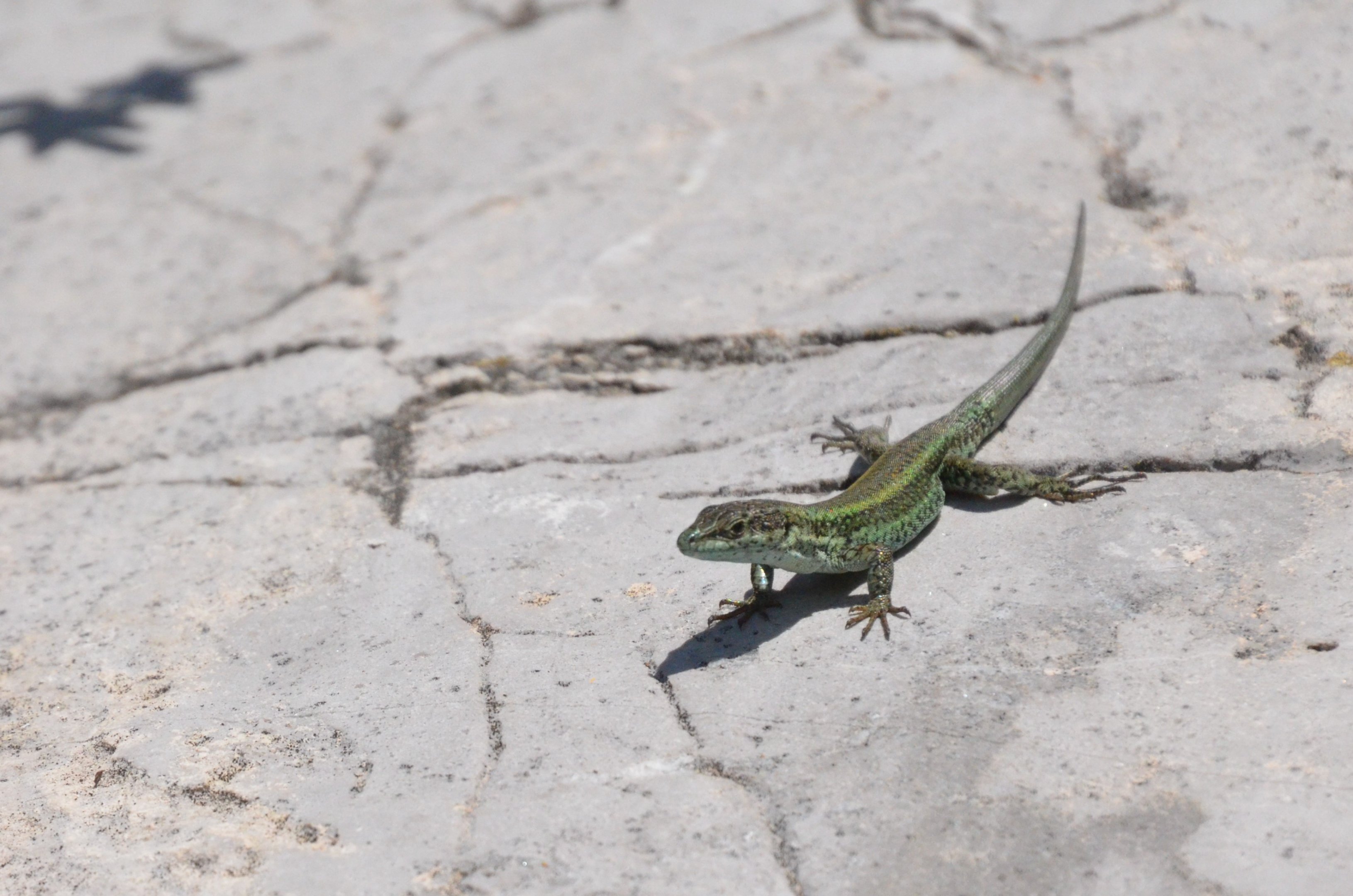 Vaucher's Wall Lizard in Gibraltar, 12/03/19