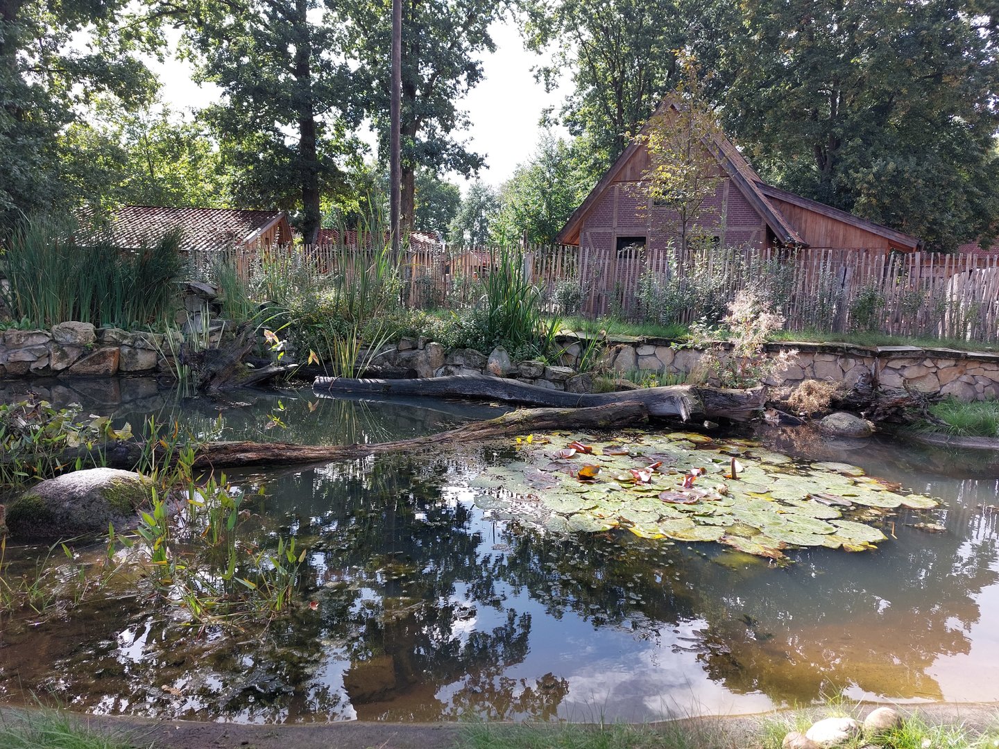 Vechtehof - European pond turtle