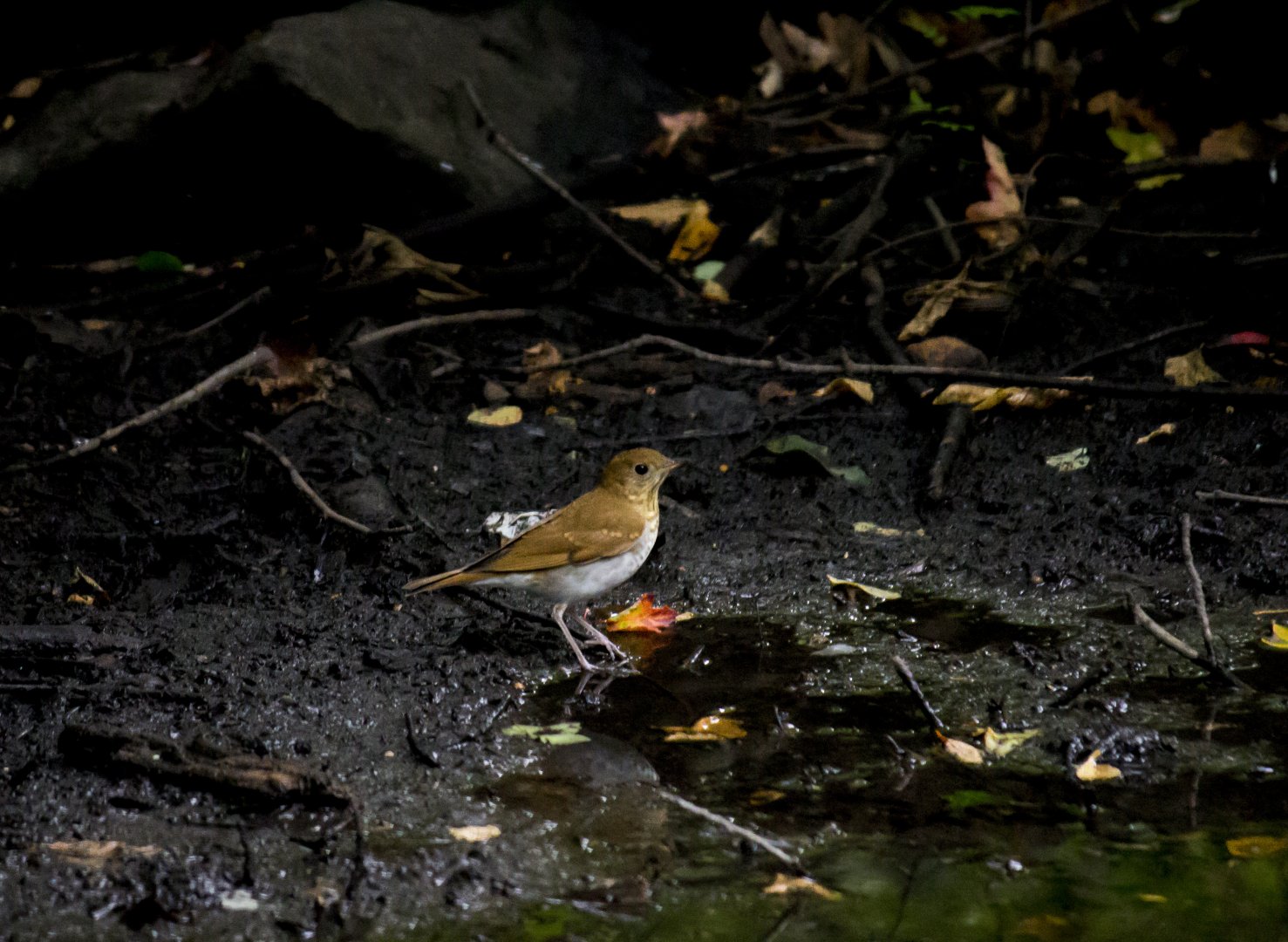 Veery, Catharus fuscescens fuscescens
