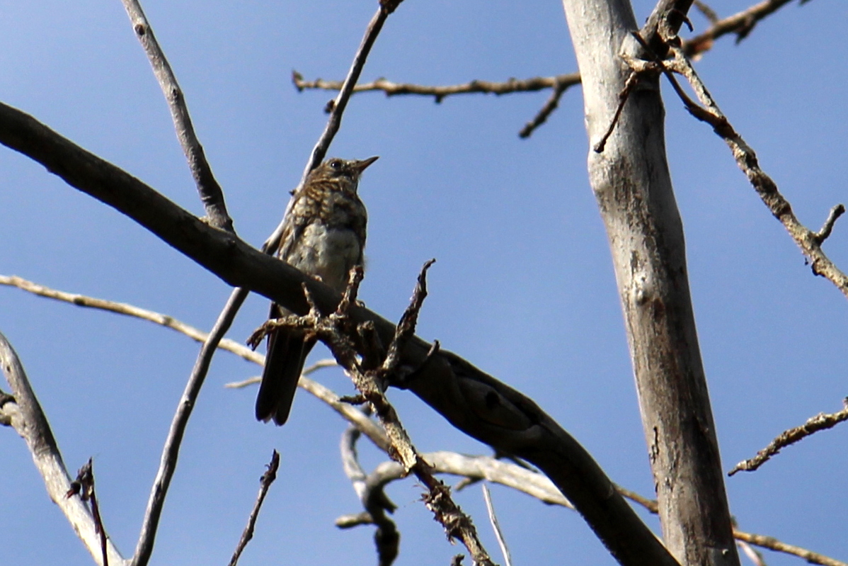 Veery, juvenile