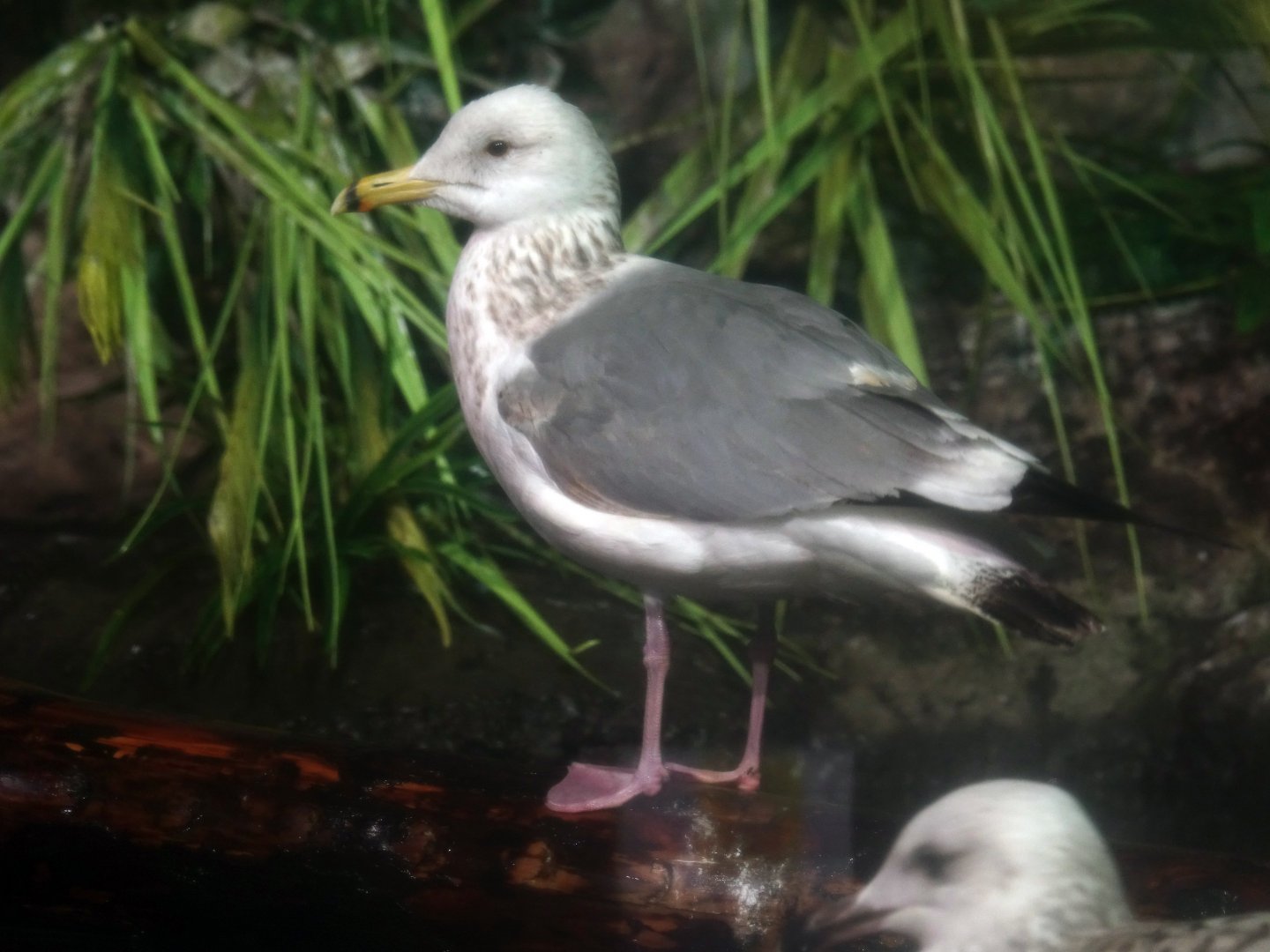 Vega gull (East Siberian gull) (Larus vegae) - 16.04.2018