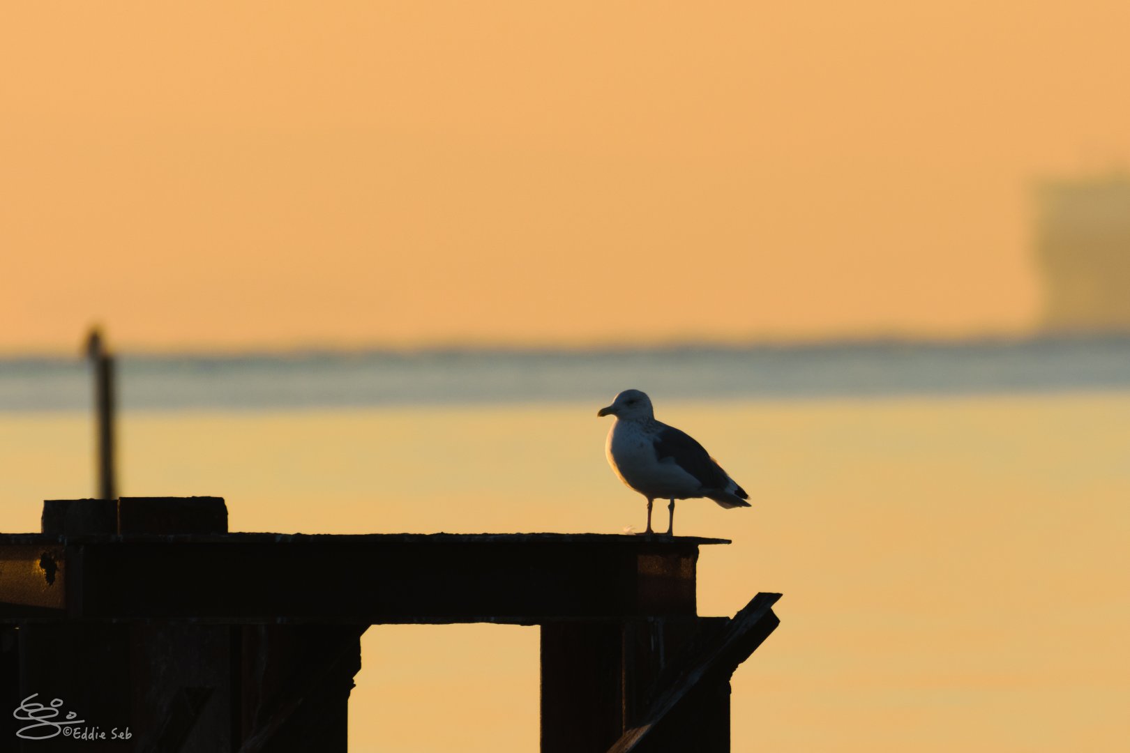 Vega Gull - Kasai Rinkai Seaside Park
