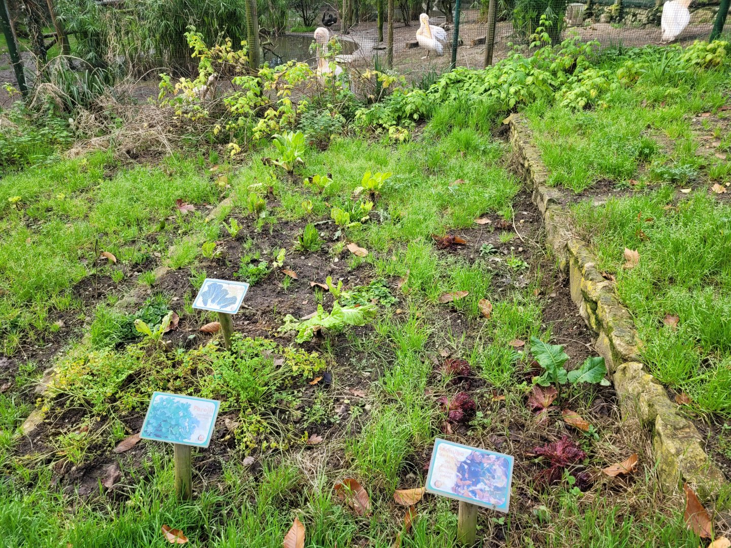 Vegetable garden -Zoo de Santillana del Mar (2023)