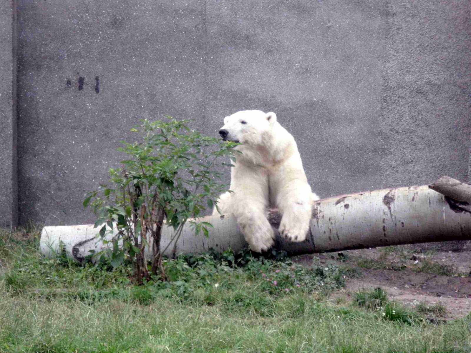 Vegetarian Polar Bear