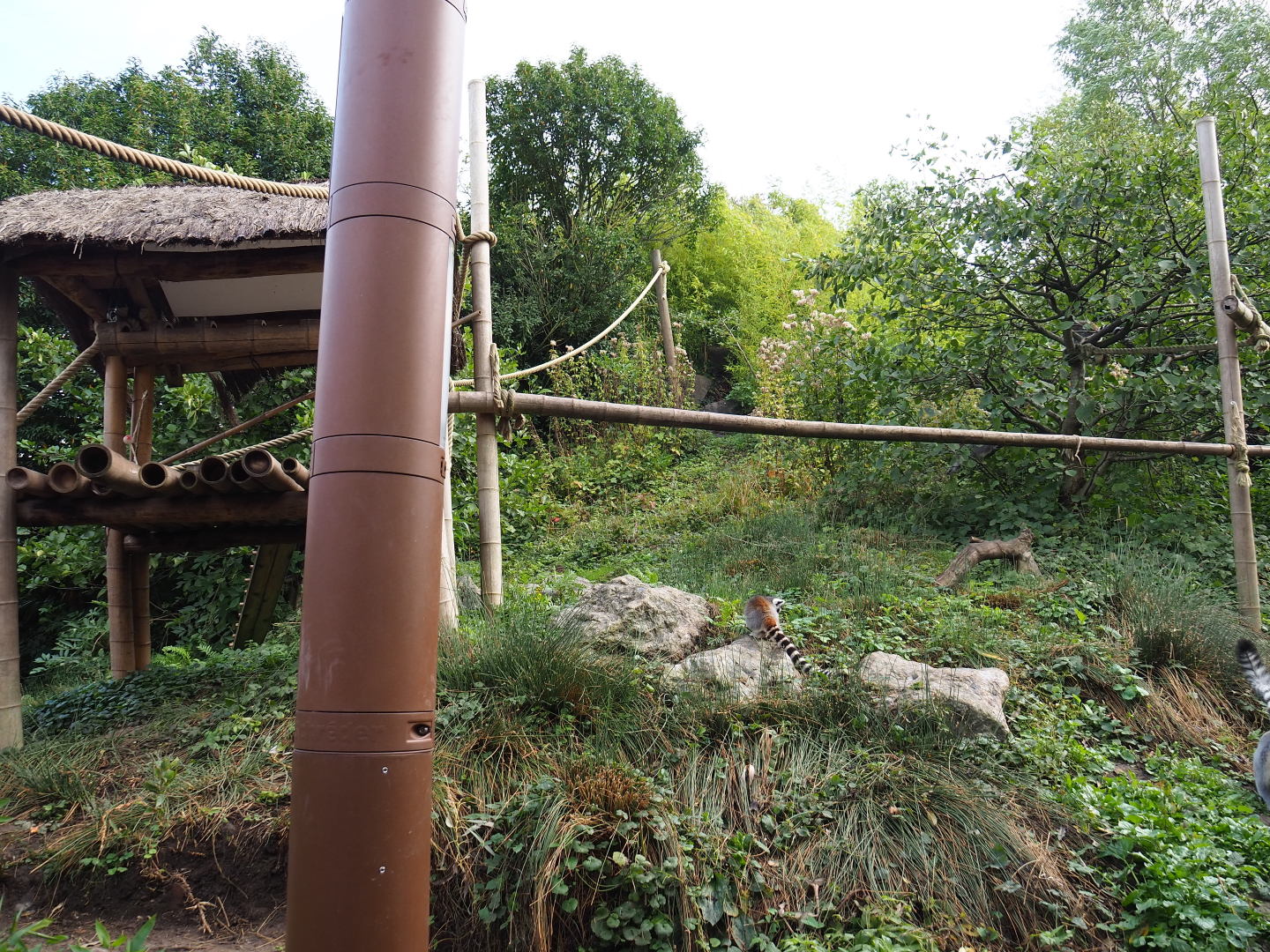 Vegetation and climbing structures on the lemur island, 2019-10-04