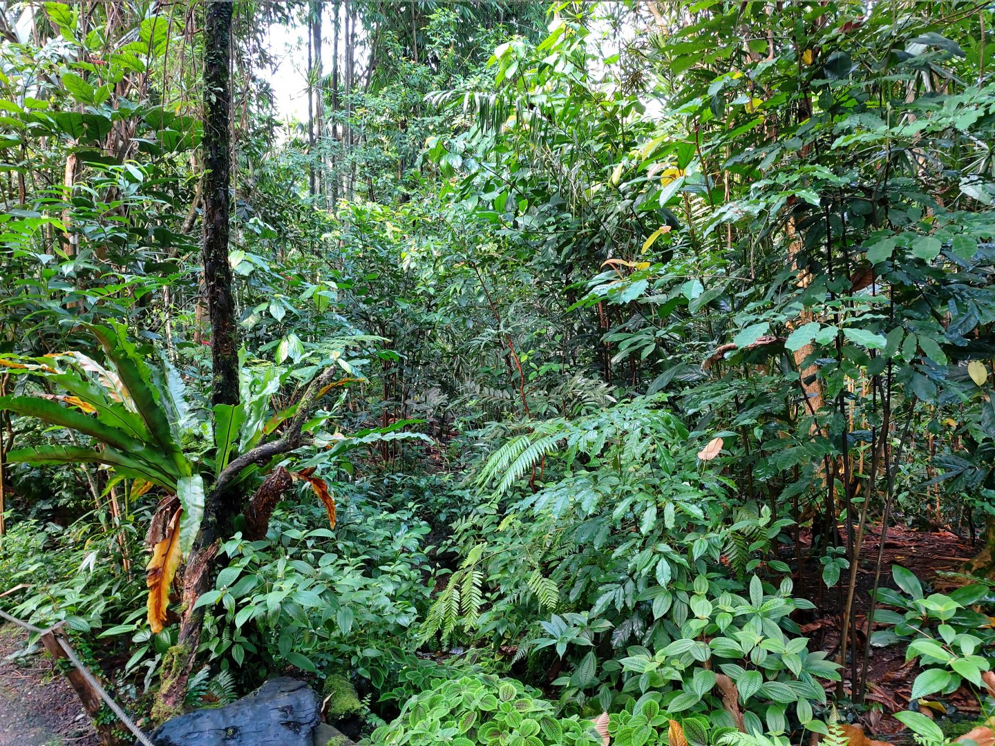 Vegetation in Masoala Rainforest (July 2020)