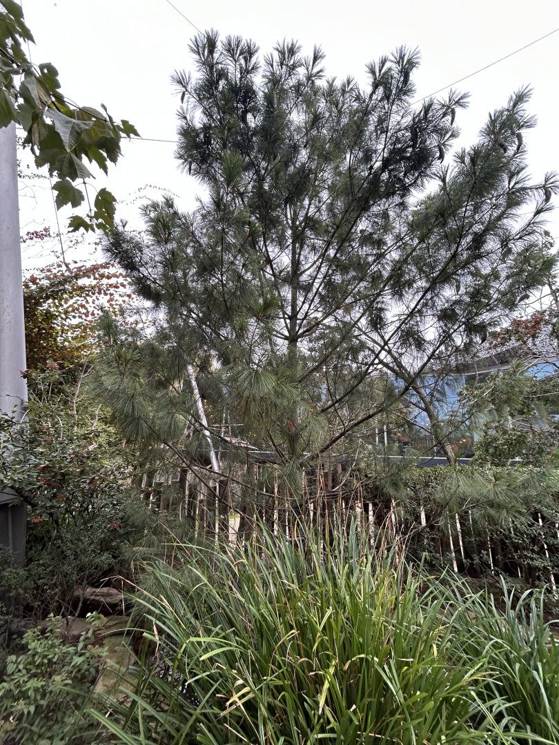 Vegetation in the Savannah Aviary