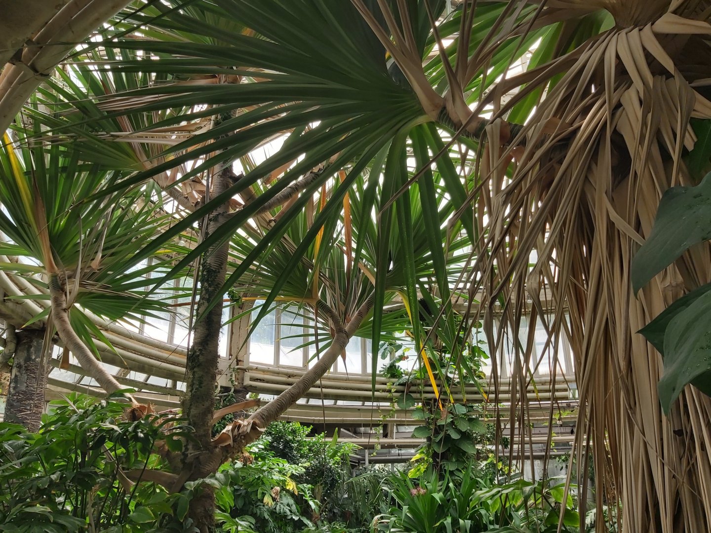 Vegetation in the Victoria Hall