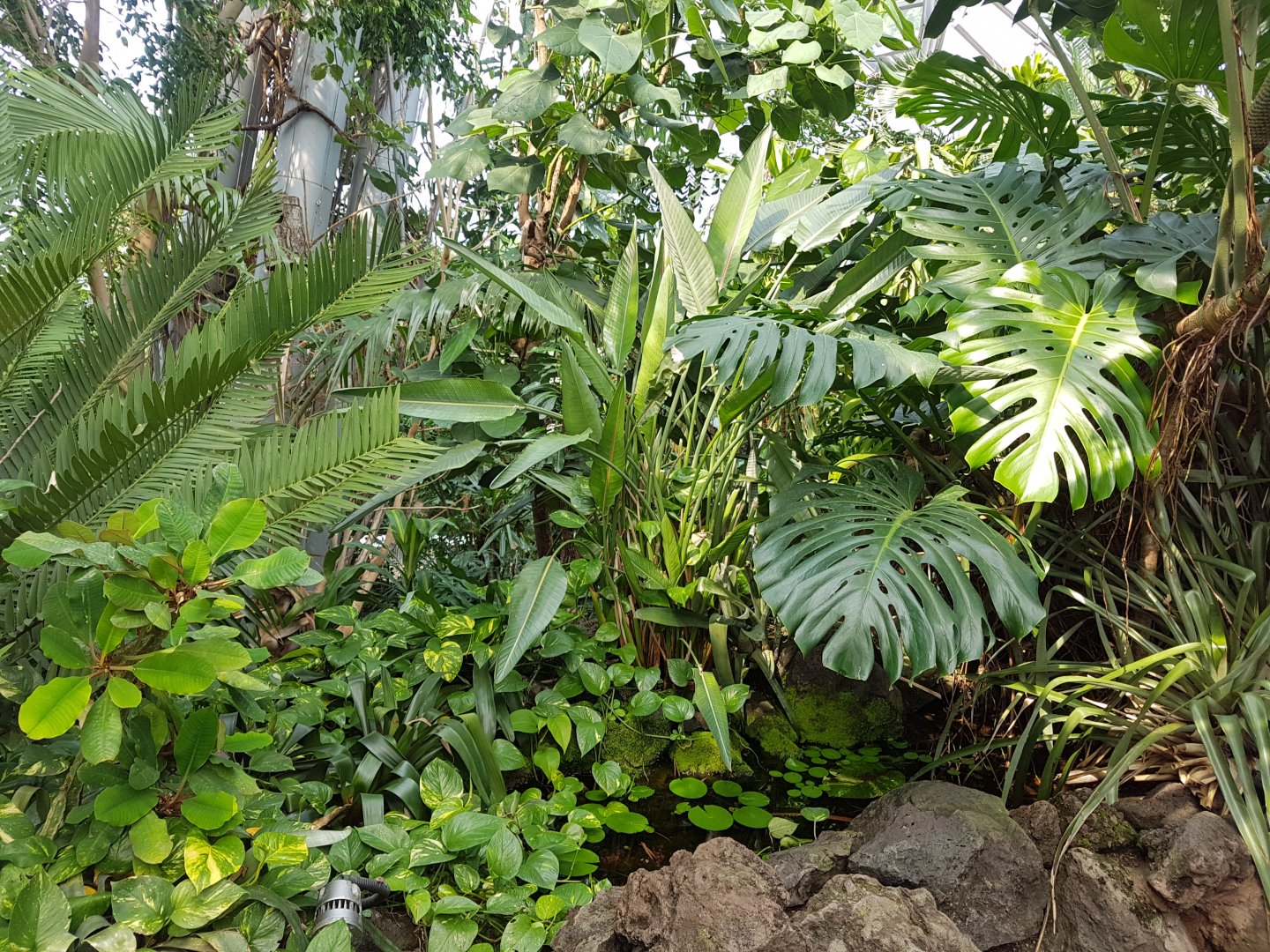 Vegetation, Jungle World