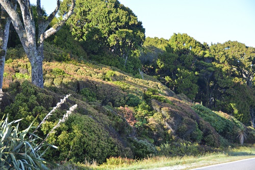 Vegetation on roadside