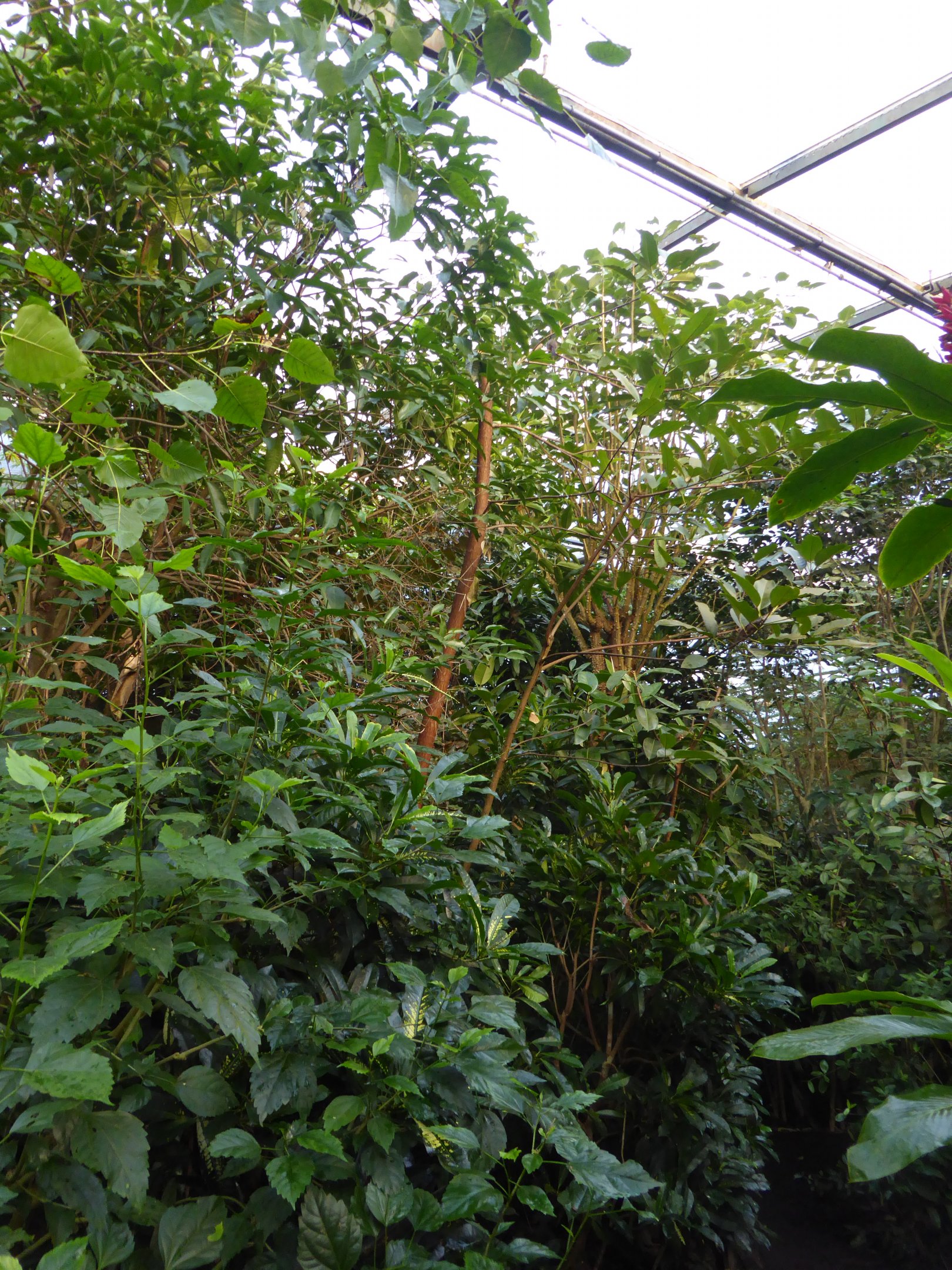 Vegetation view within the Bush