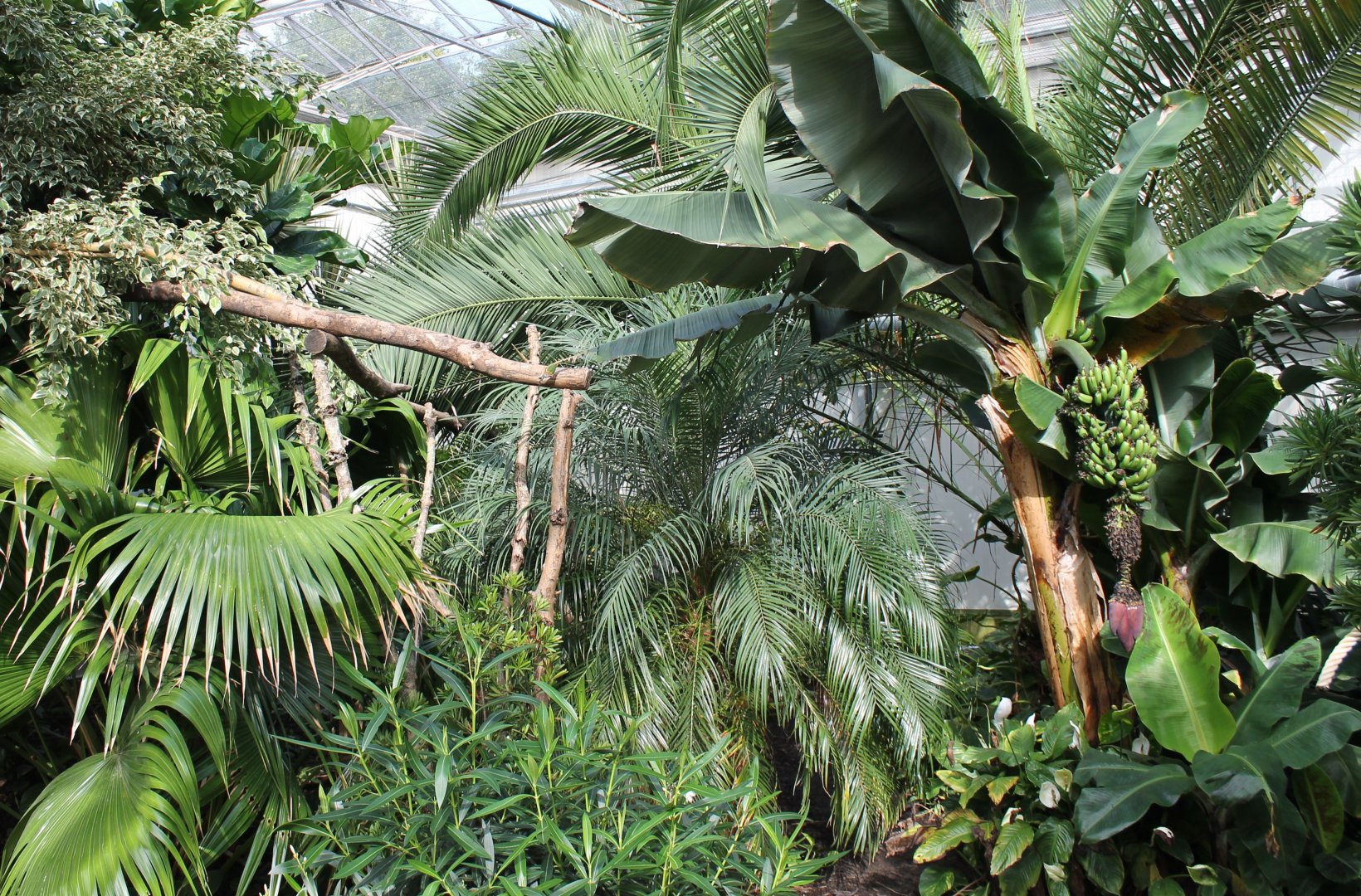 Vegitation in Tropical House
