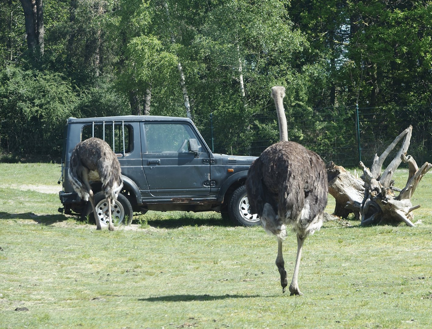 Vehicle used as an ostrich feeder, 2025-04-30
