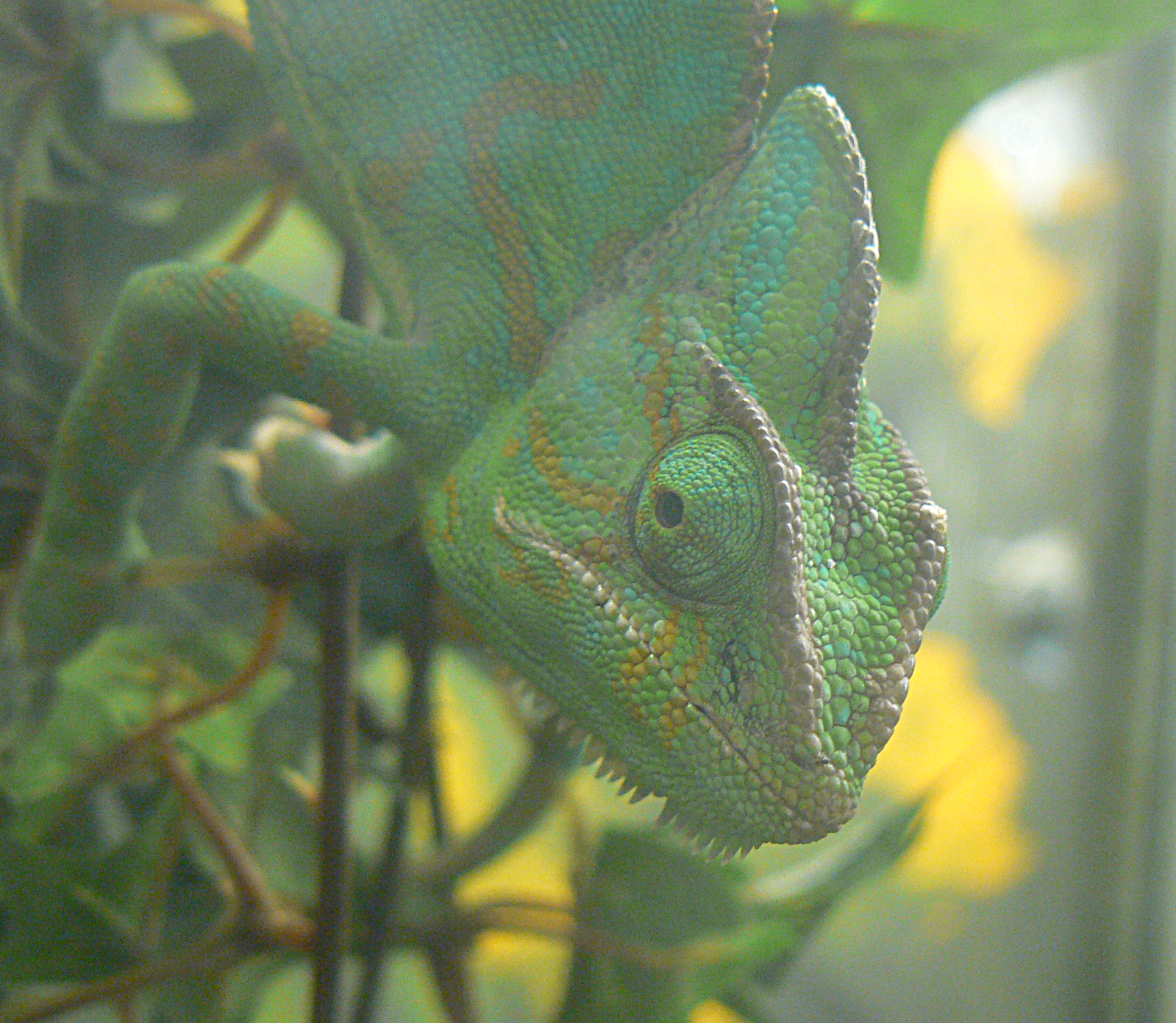 Veiled Chamaeleon - 1 October 2016