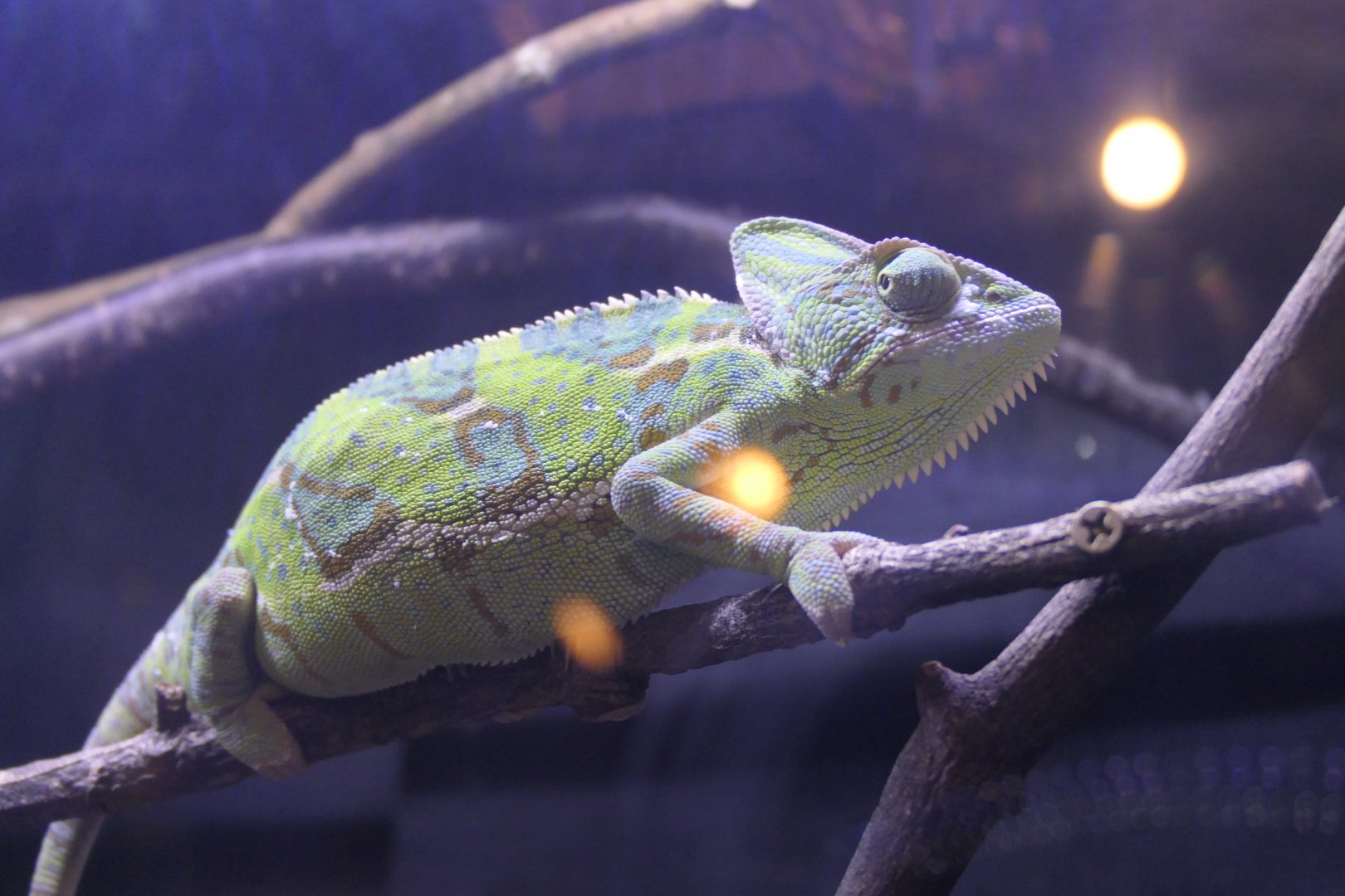 Veiled Chamaeleon (Chamaeleo calyptratus)