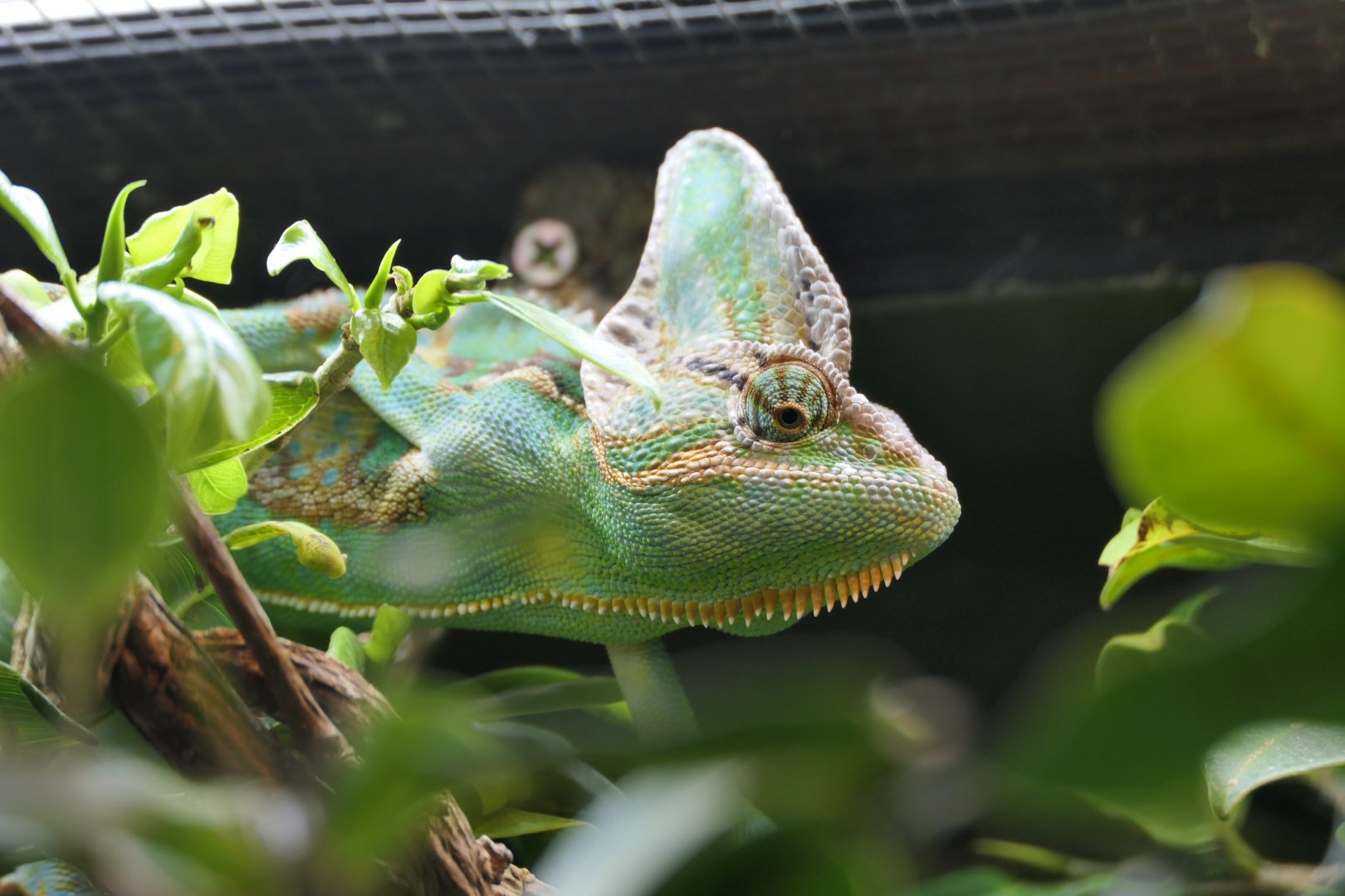 Veiled Chamaeleon (Chamaeleo calyptratus)