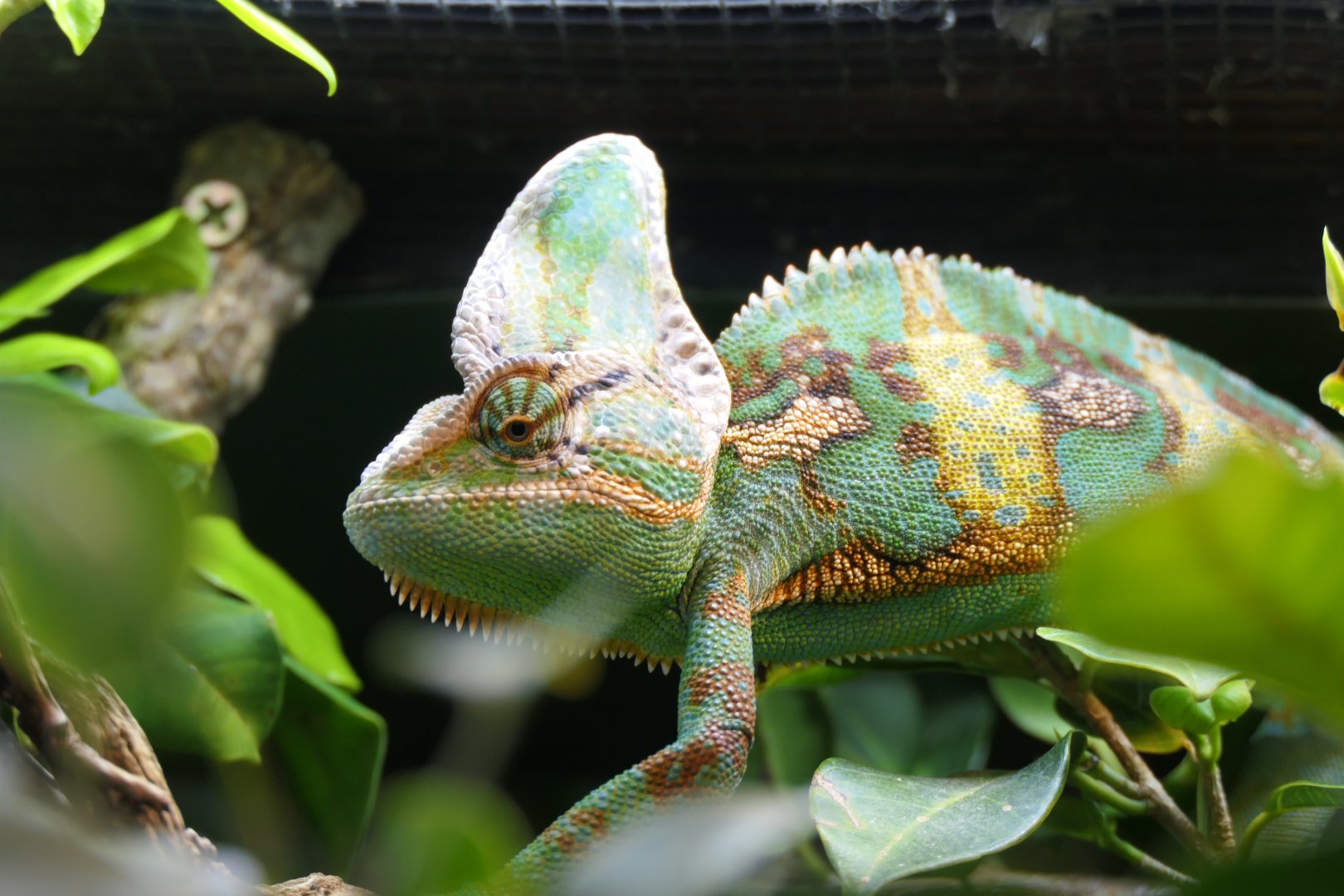 Veiled Chamaeleon (Chamaeleo calyptratus)