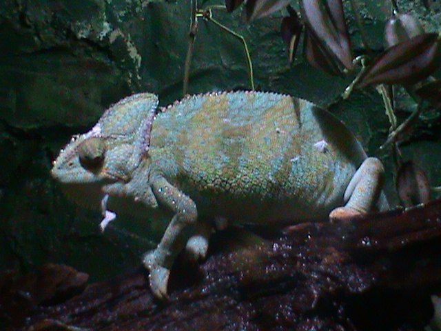 veiled chameleon 100711