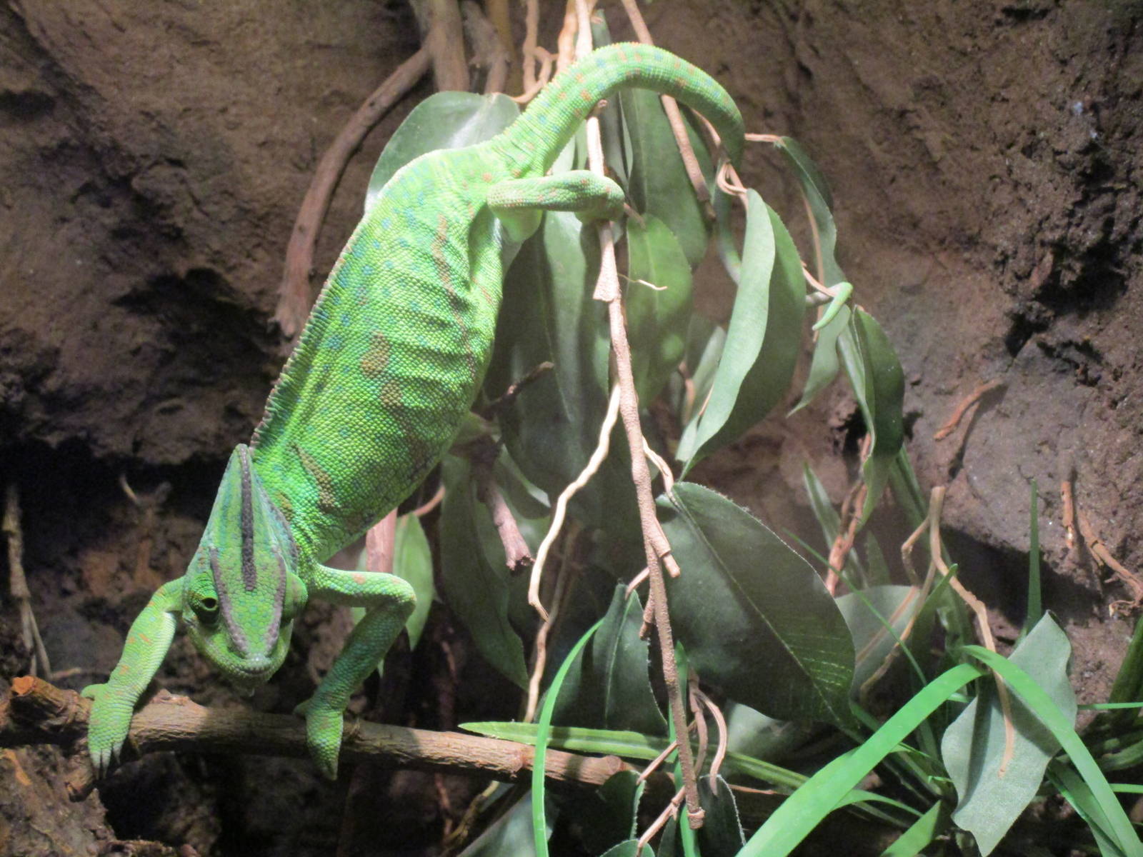 Veiled Chameleon - 20/03/15