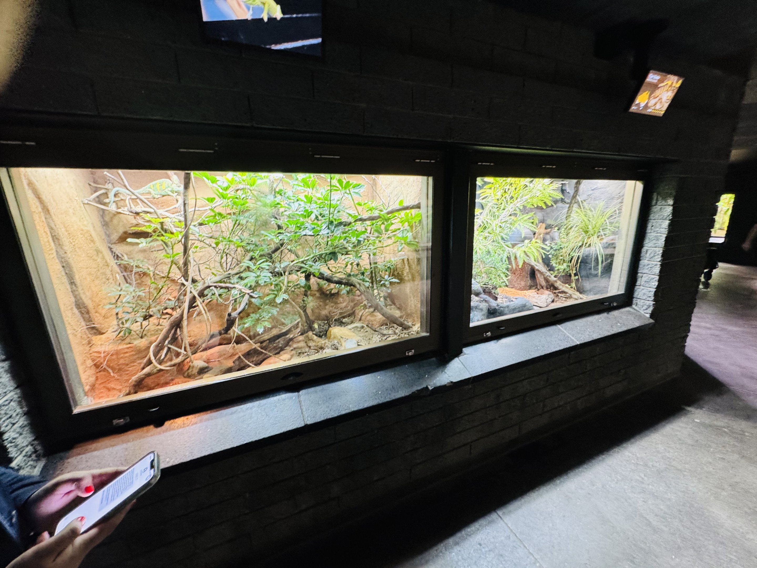 Veiled Chameleon and Tiger Snake enclosure