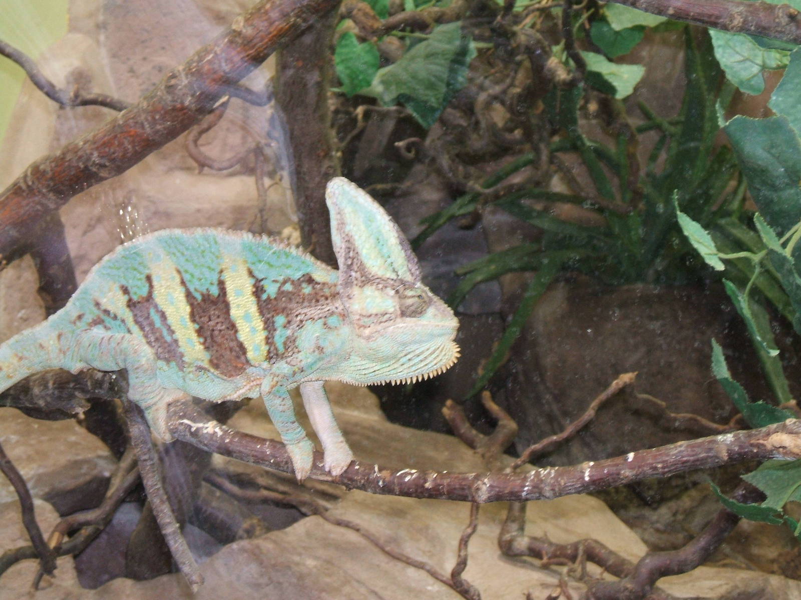 Veiled Chameleon at Chester Zoo 2007