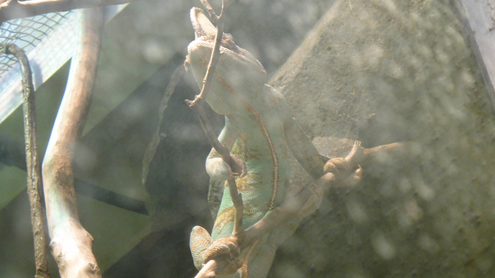 Veiled Chameleon at Dallas zoo 2015-03-12