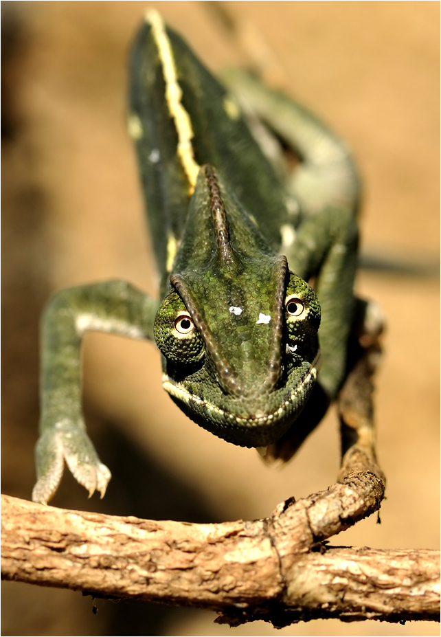 Veiled chameleon at erfurt zoo