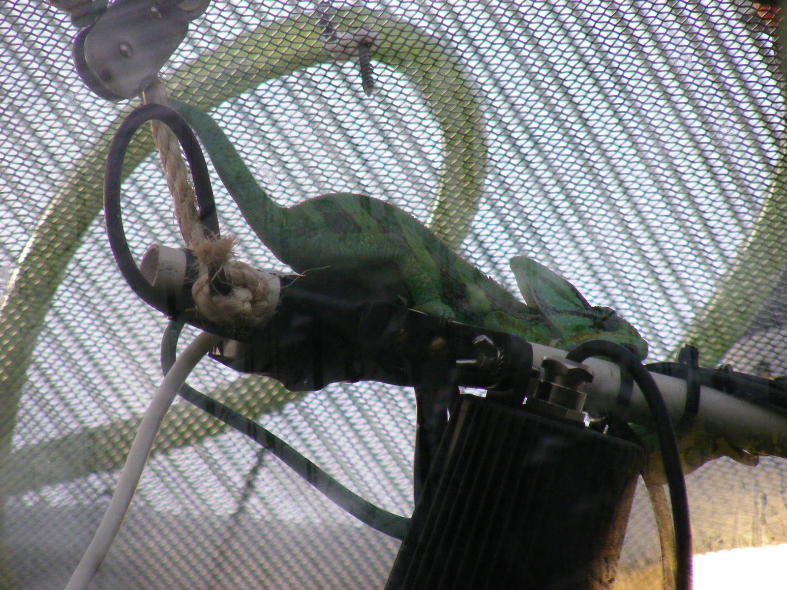 Veiled chameleon at The Living Rainforest, 24 October 2010