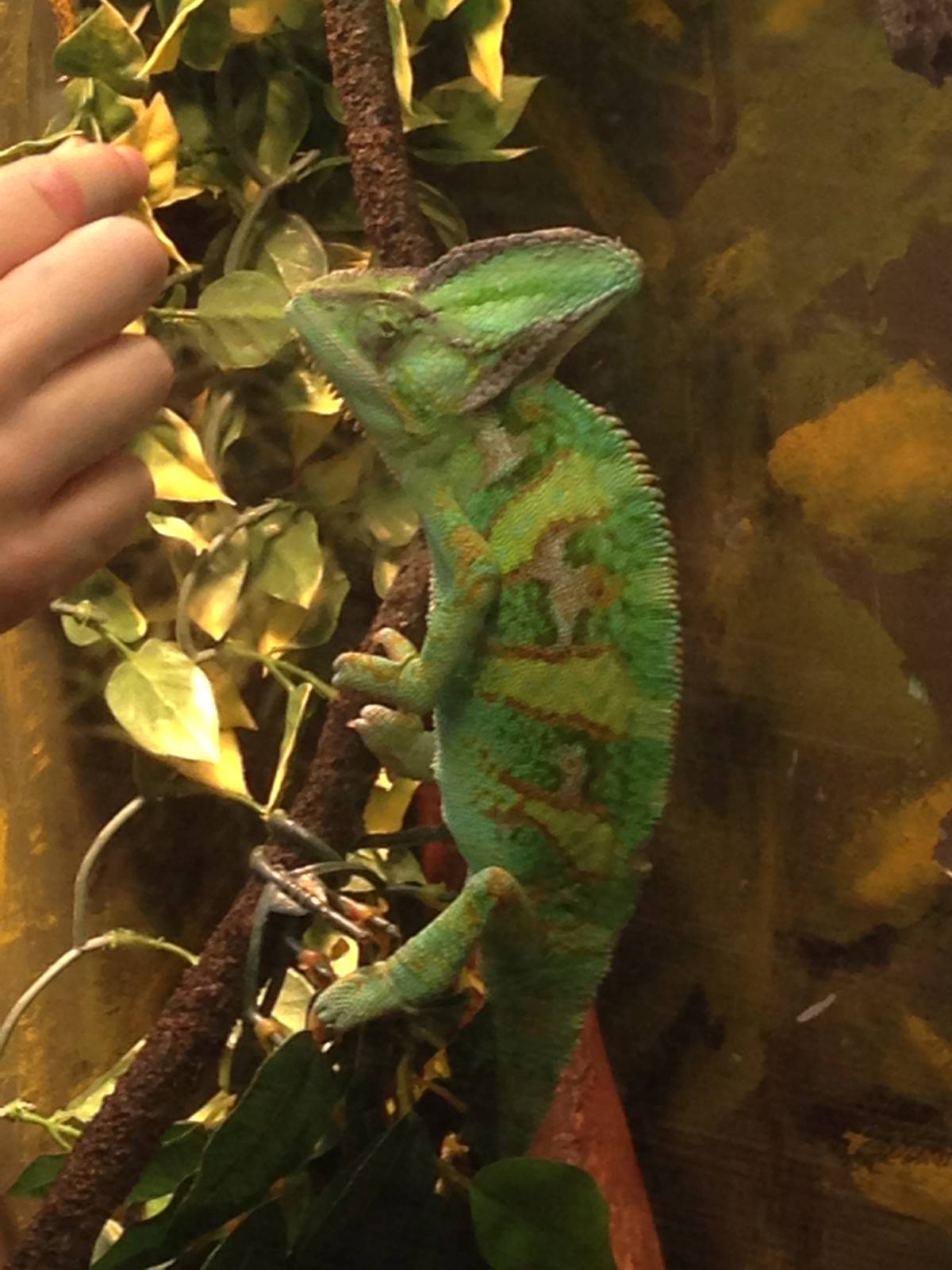 Veiled Chameleon at Tropical World - 02/10/2013