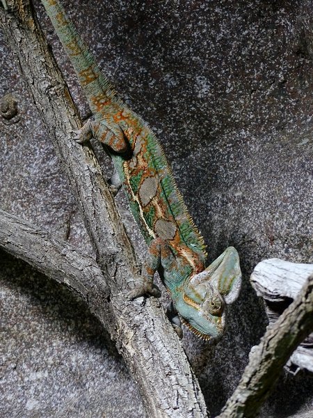 Veiled chameleon (Chamaeleo calyptratus) (04/22)