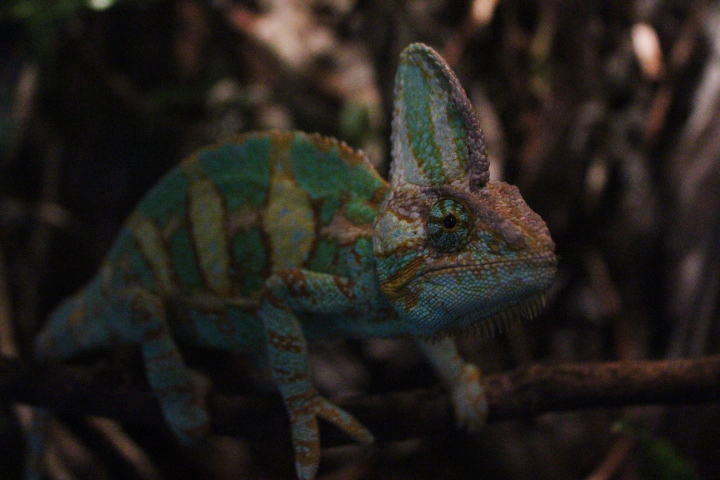 Veiled chameleon (Chamaeleo calyptratus calyptratus)