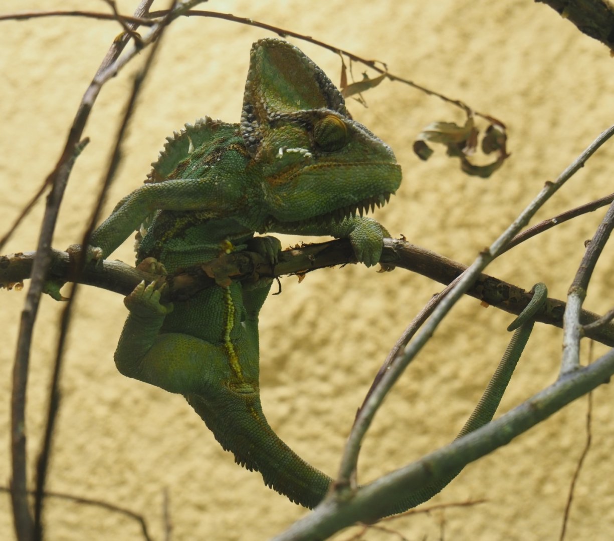 Veiled chameleon (Chamaeleo calyptratus), Feb 2th, 2019