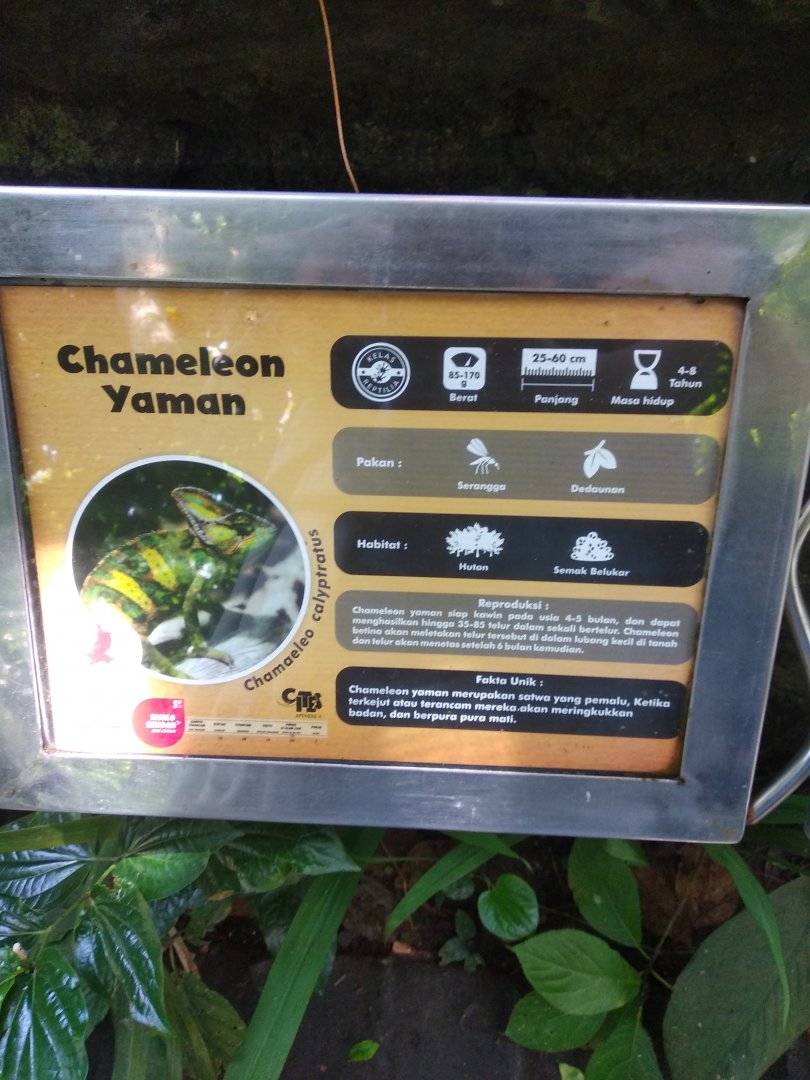 Veiled chameleon (Chamaeleo calyptratus) information panel