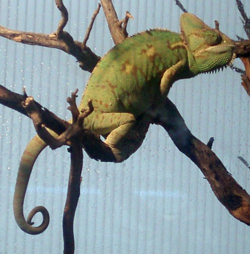 Veiled Chameleon (Chamaeleo calyptratus)