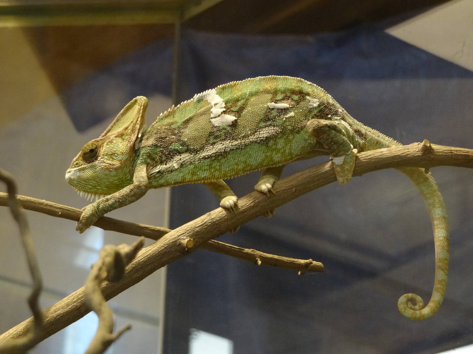 Veiled chameleon (Chamaeleo calyptratus)